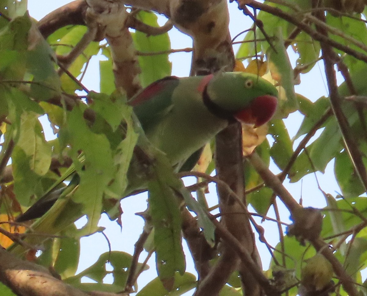Alexandrine Parakeet - ML631945299