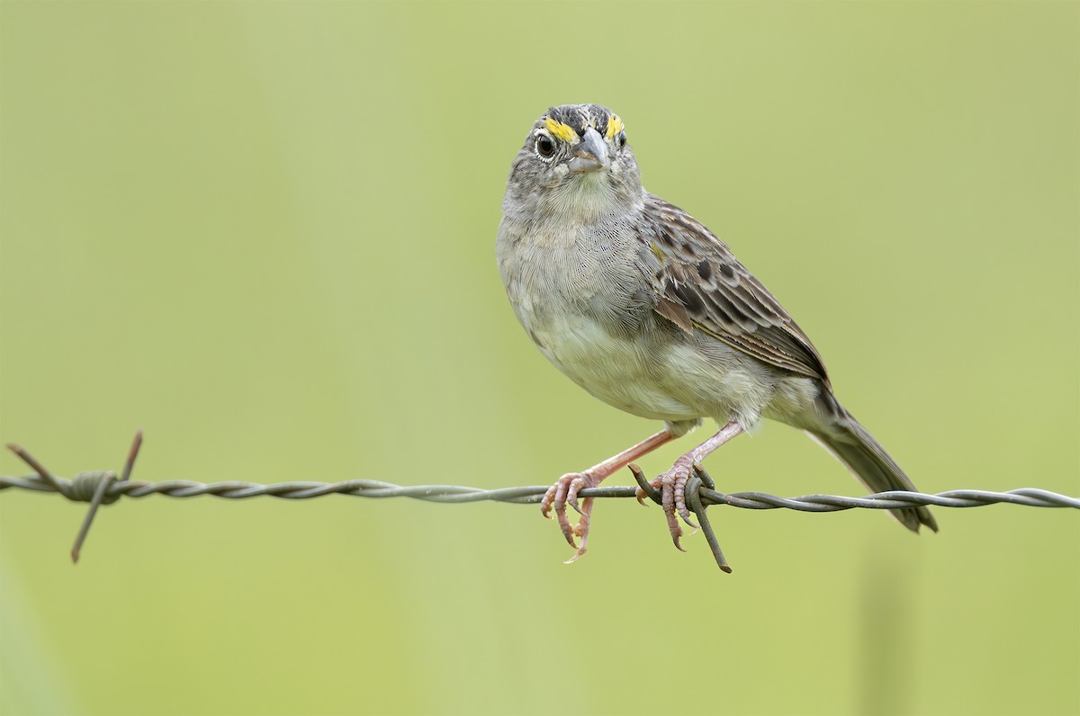 Grassland Sparrow - ML631945357