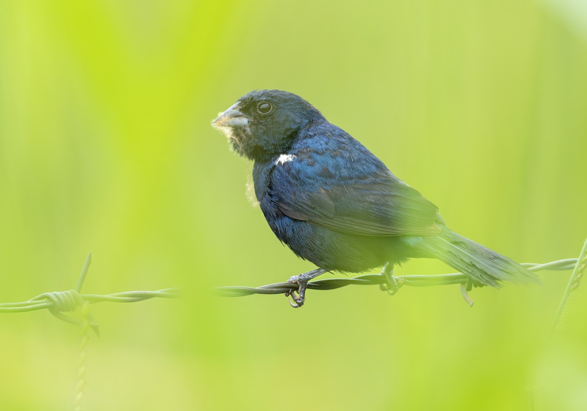 Blue-black Grassquit - ML631945381