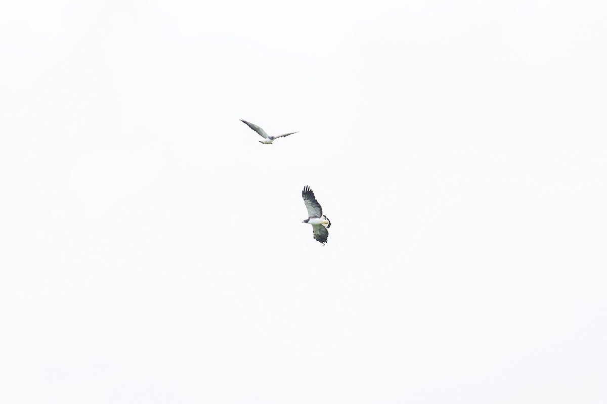 White-tailed Hawk - ML631945403