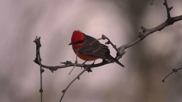 Vermilion Flycatcher - ML631945404