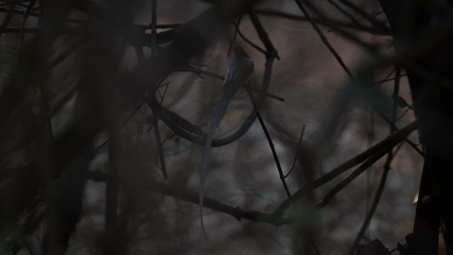 カワリサンコウチョウ - ML631945502