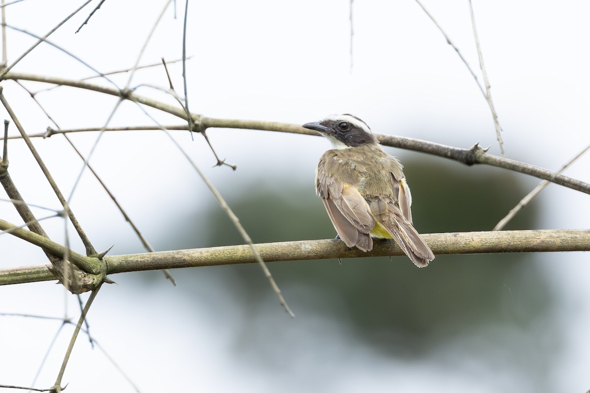 Rusty-margined Flycatcher - ML631945593