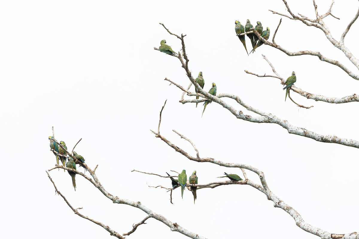 Red-bellied Macaw - ML631945740