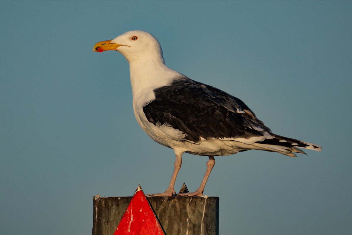 Great Black-backed Gull - ML631945765