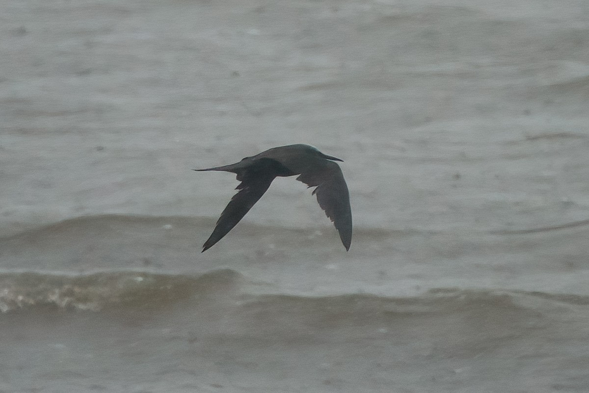 nody bělotemenný - ML631945775