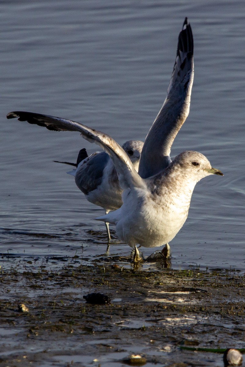 Short-billed Gull - ML631945881