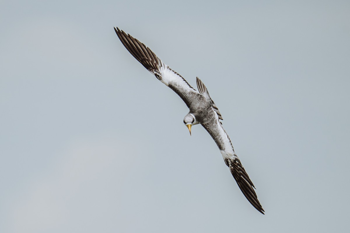 Large-billed Tern - ML631945972