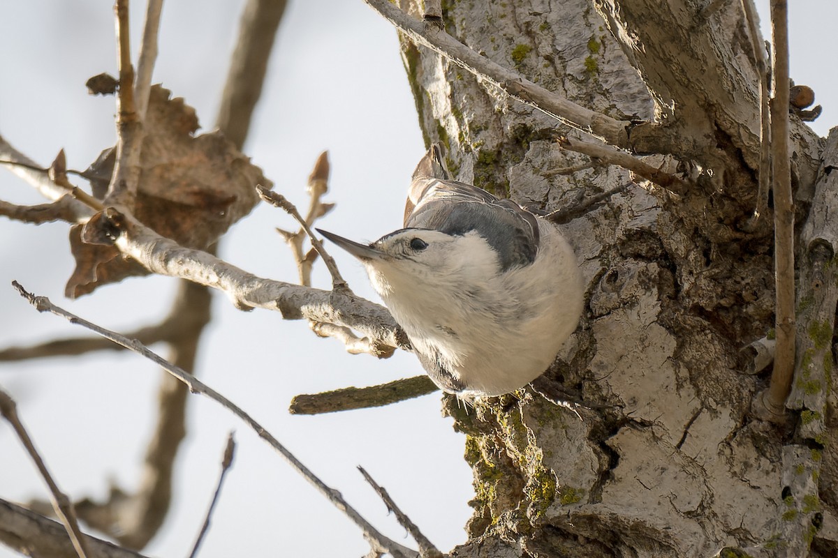 White-breasted Nuthatch - ML631945988