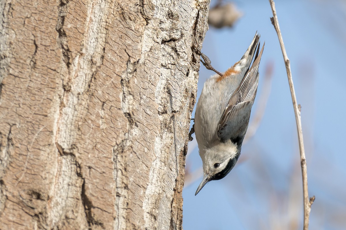 White-breasted Nuthatch - ML631945989