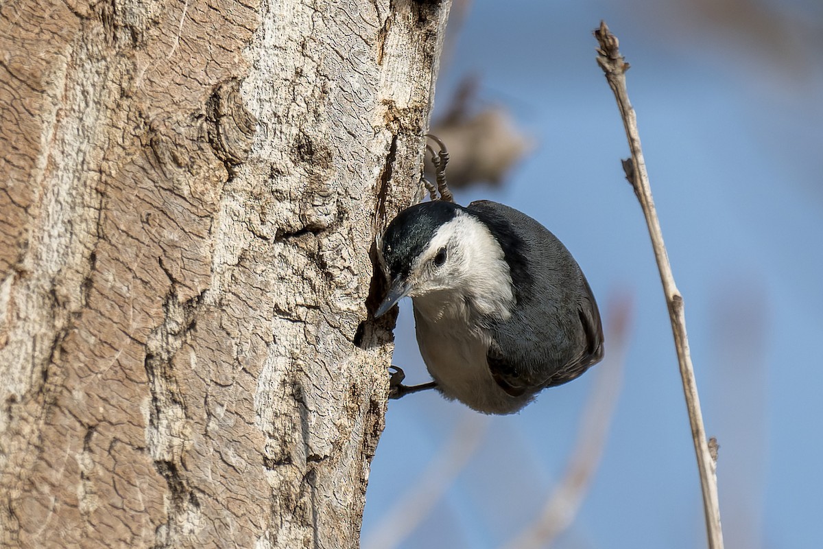 White-breasted Nuthatch - ML631945990