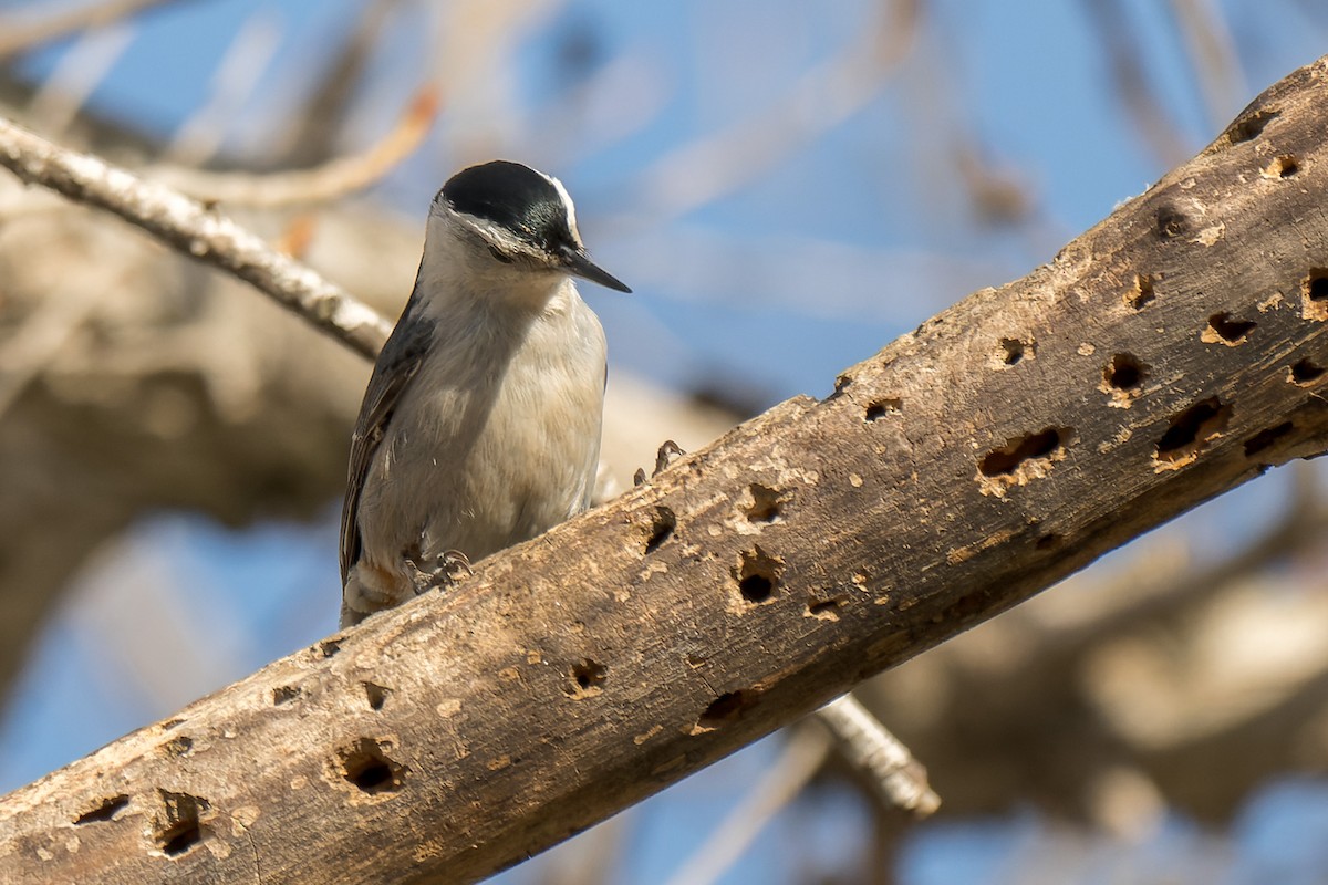 White-breasted Nuthatch - ML631945991