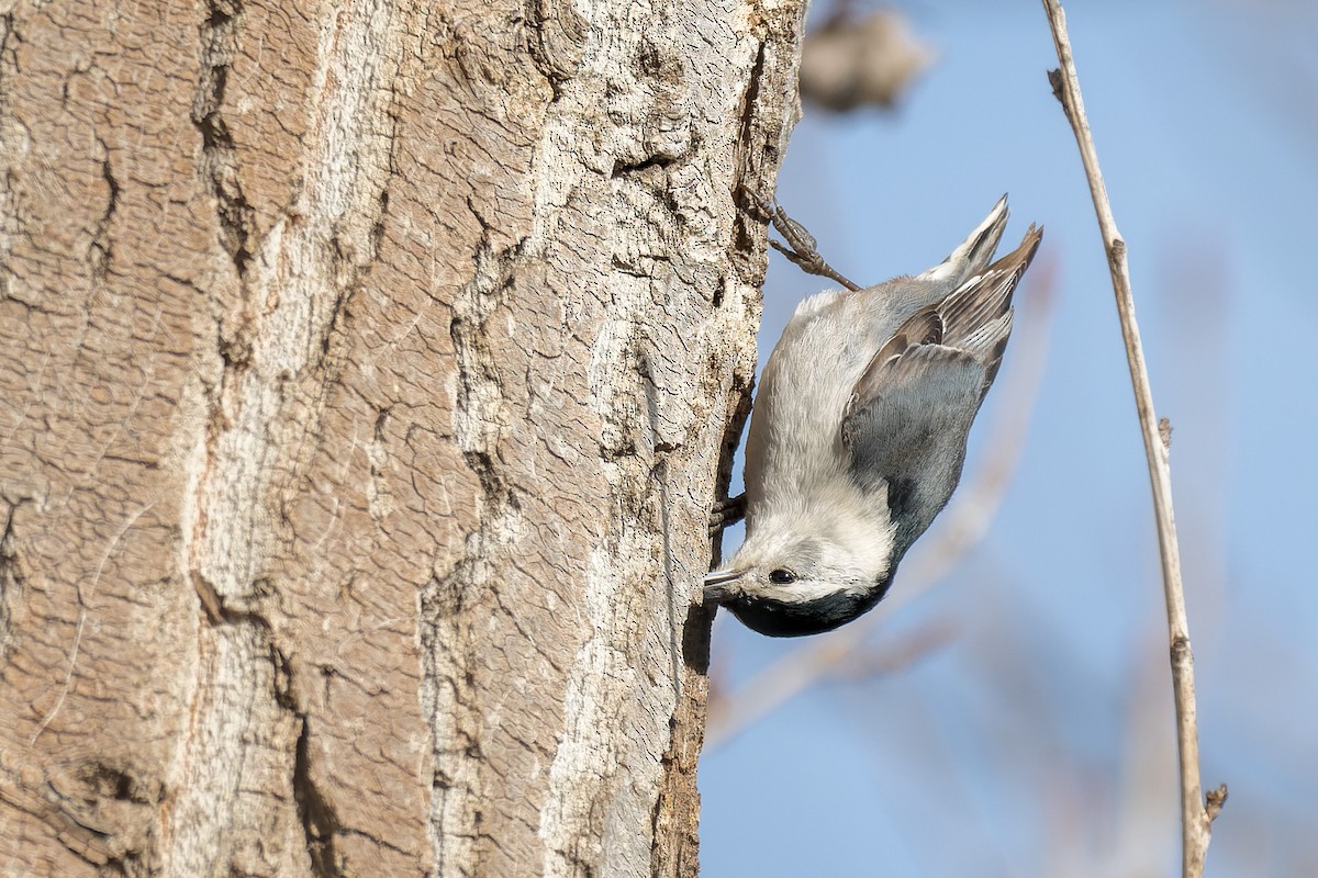 White-breasted Nuthatch - ML631945992