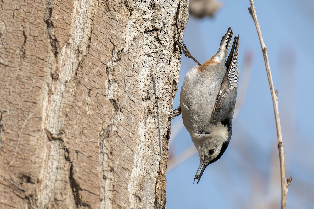 White-breasted Nuthatch - ML631945993