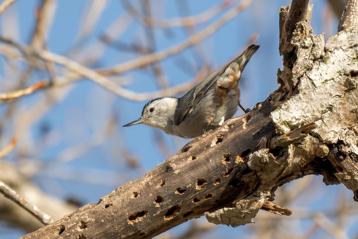 White-breasted Nuthatch - ML631945994