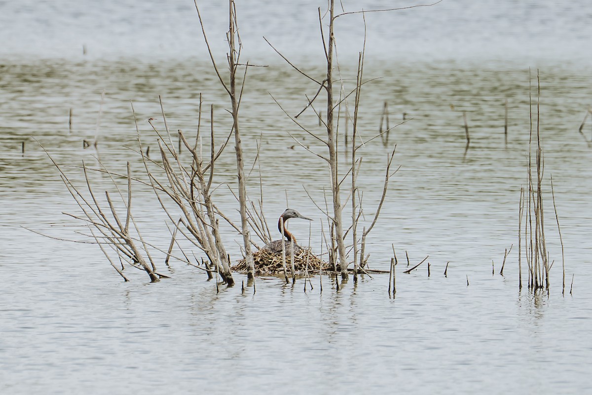 Great Grebe - ML631946008