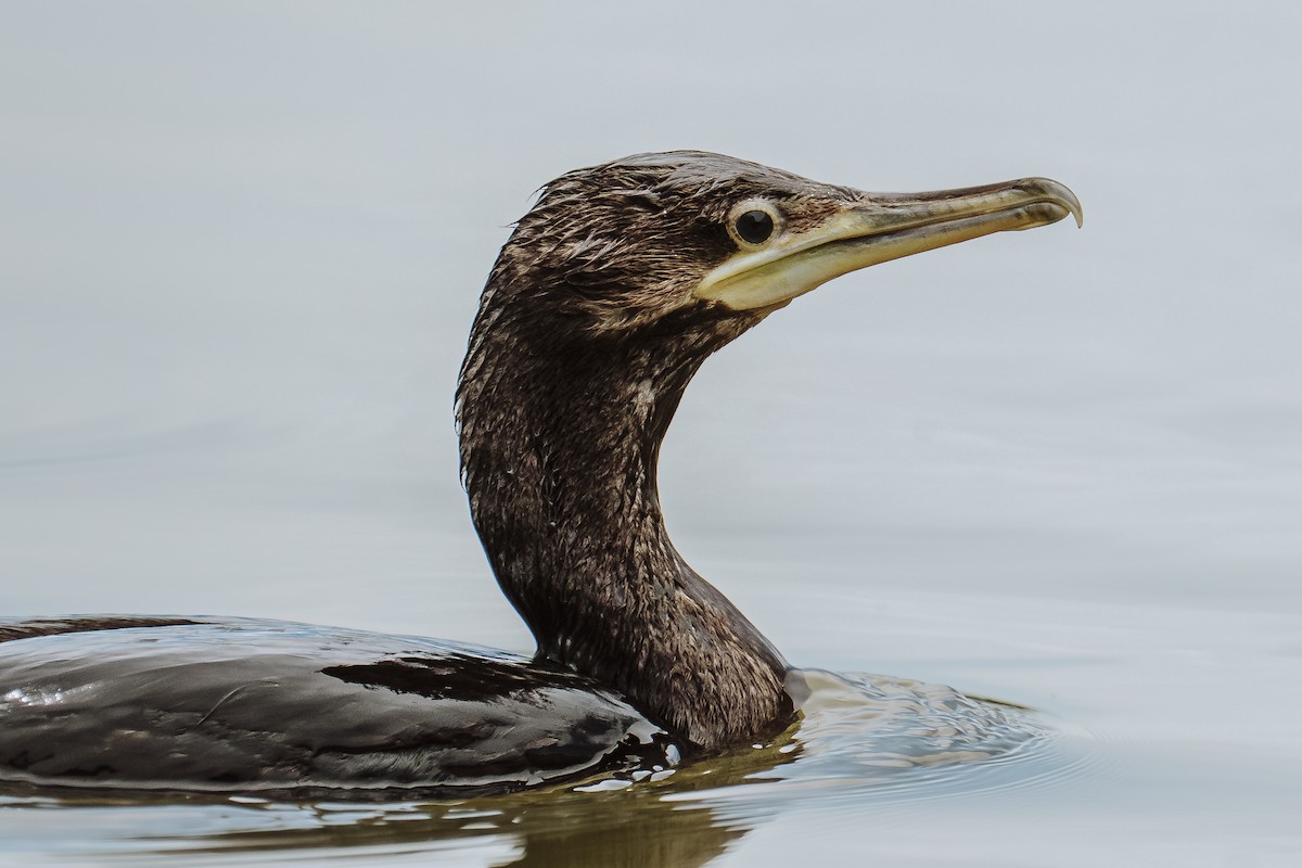 Neotropic Cormorant - ML631946013