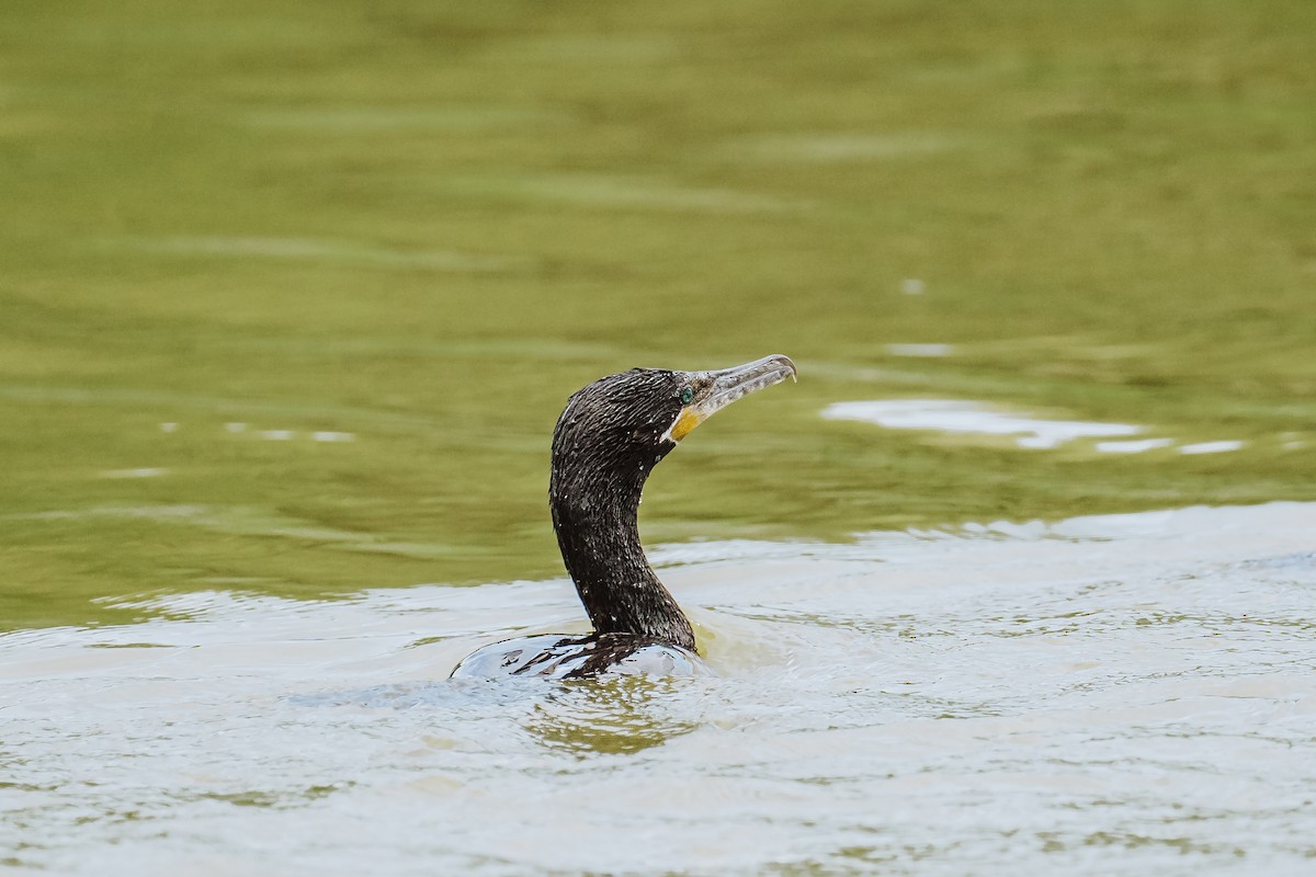 Neotropic Cormorant - ML631946014