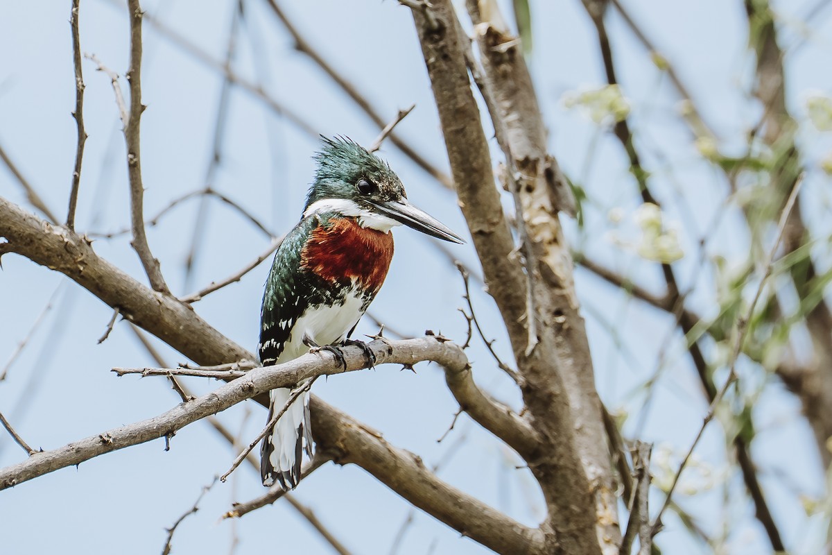 Green Kingfisher - ML631946105
