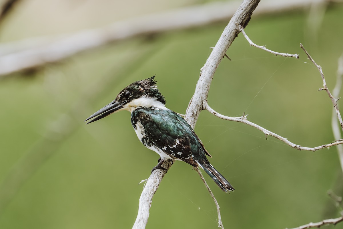 Green Kingfisher - ML631946106