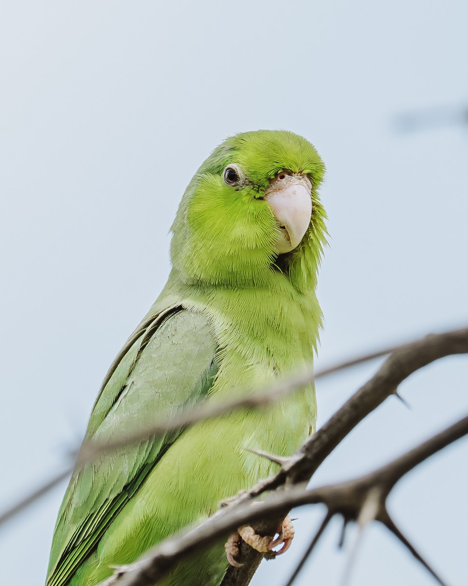 Pacific Parrotlet - ML631946111