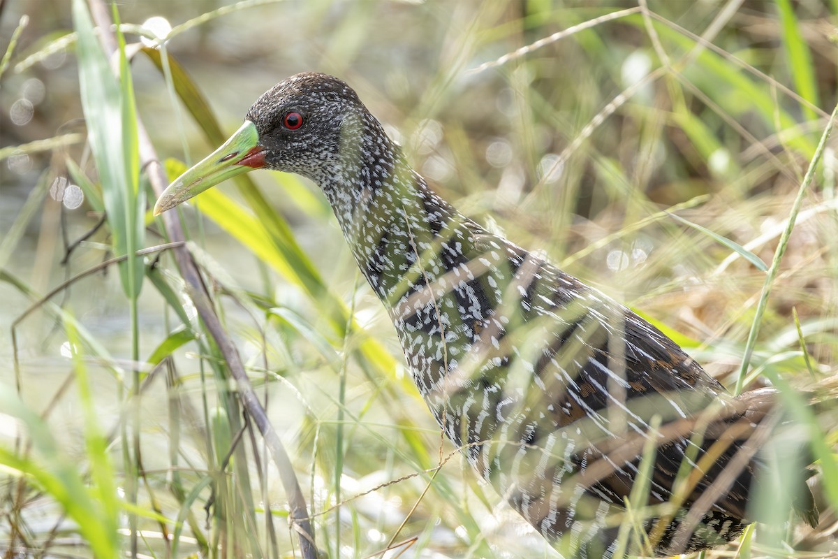 Spotted Rail - ML631946113