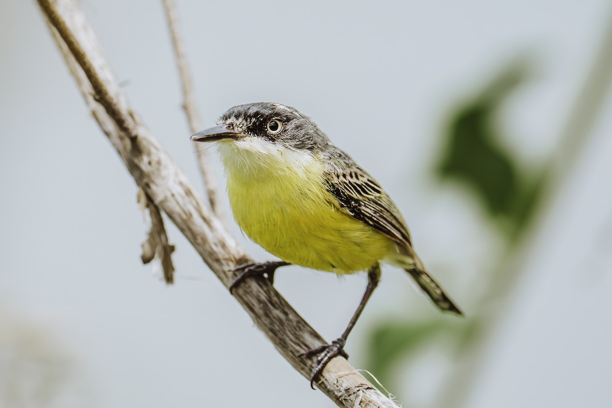 Common Tody-Flycatcher - ML631946114