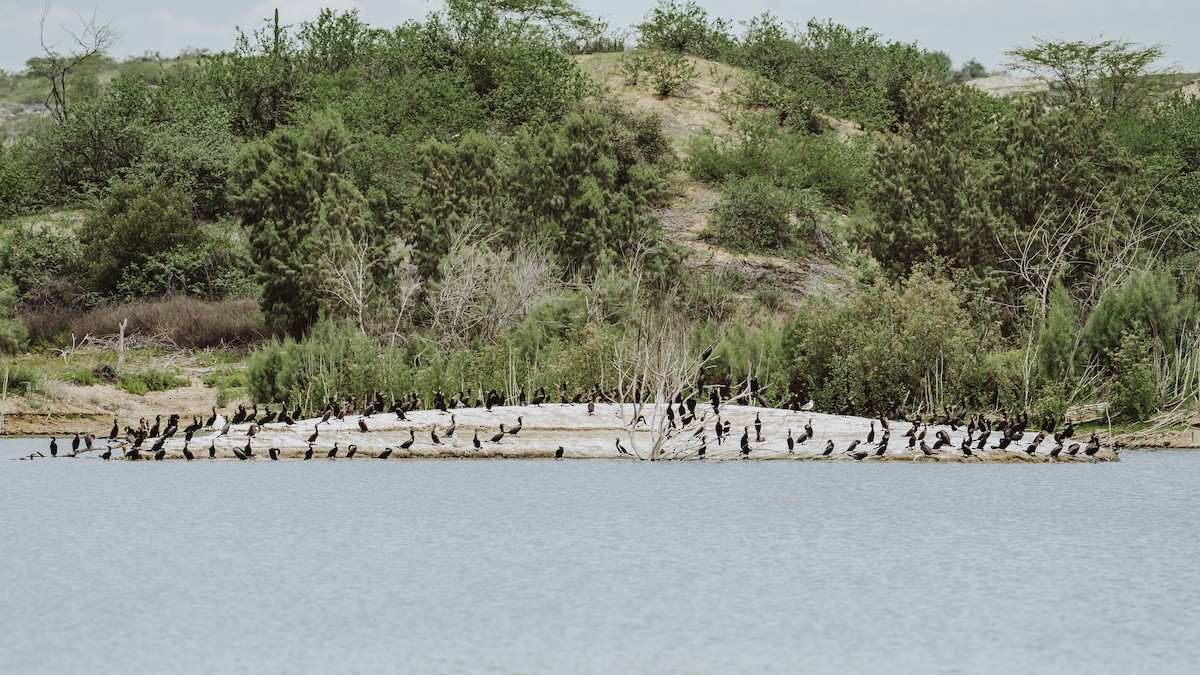 Neotropic Cormorant - ML631946127