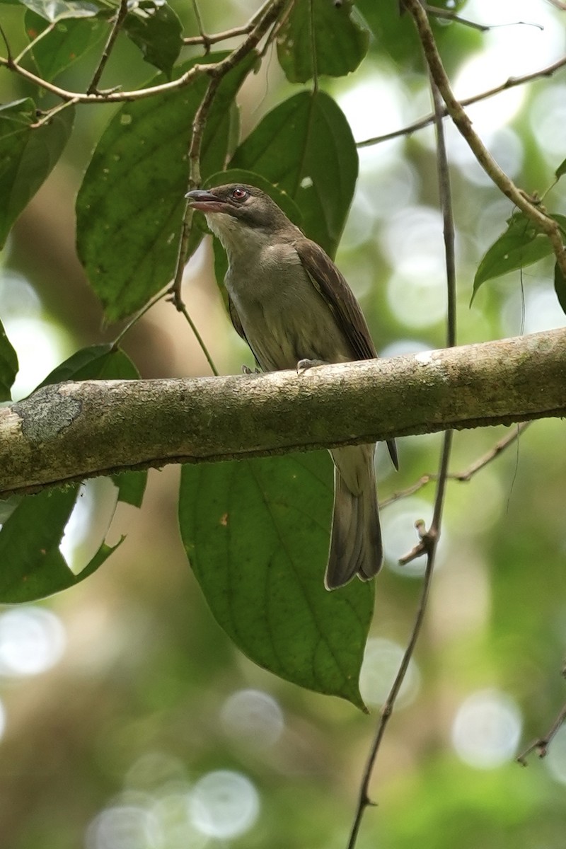 Malaysian Honeyguide - ML631946135