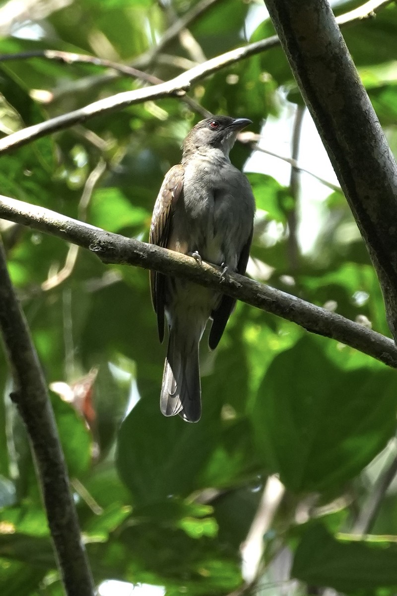 Malaysian Honeyguide - ML631946147