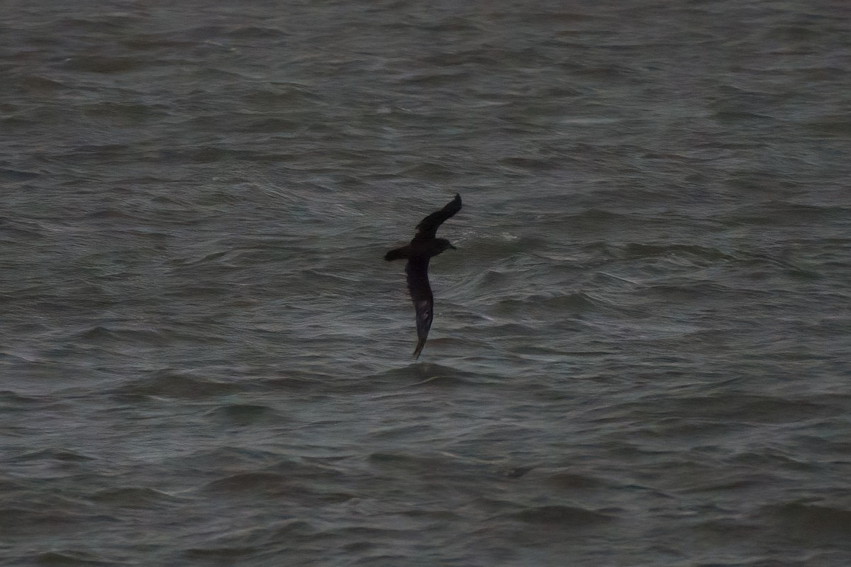 buřňák šedolící - ML631946256