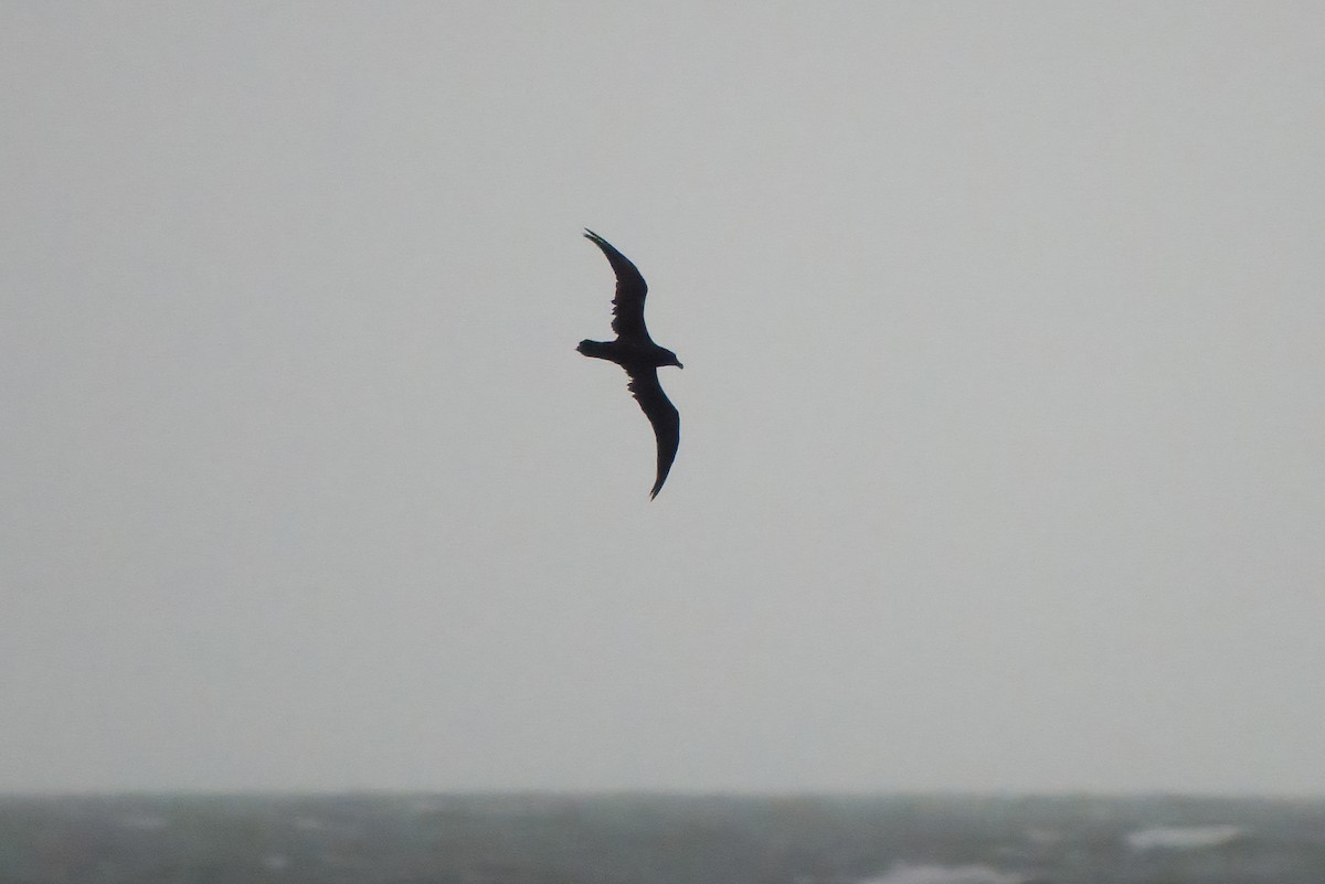 buřňák šedolící - ML631946314