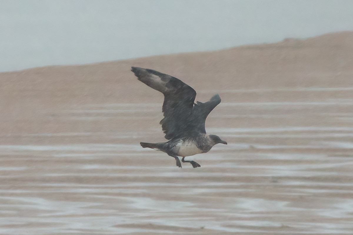 chaluha pomořská - ML631946321