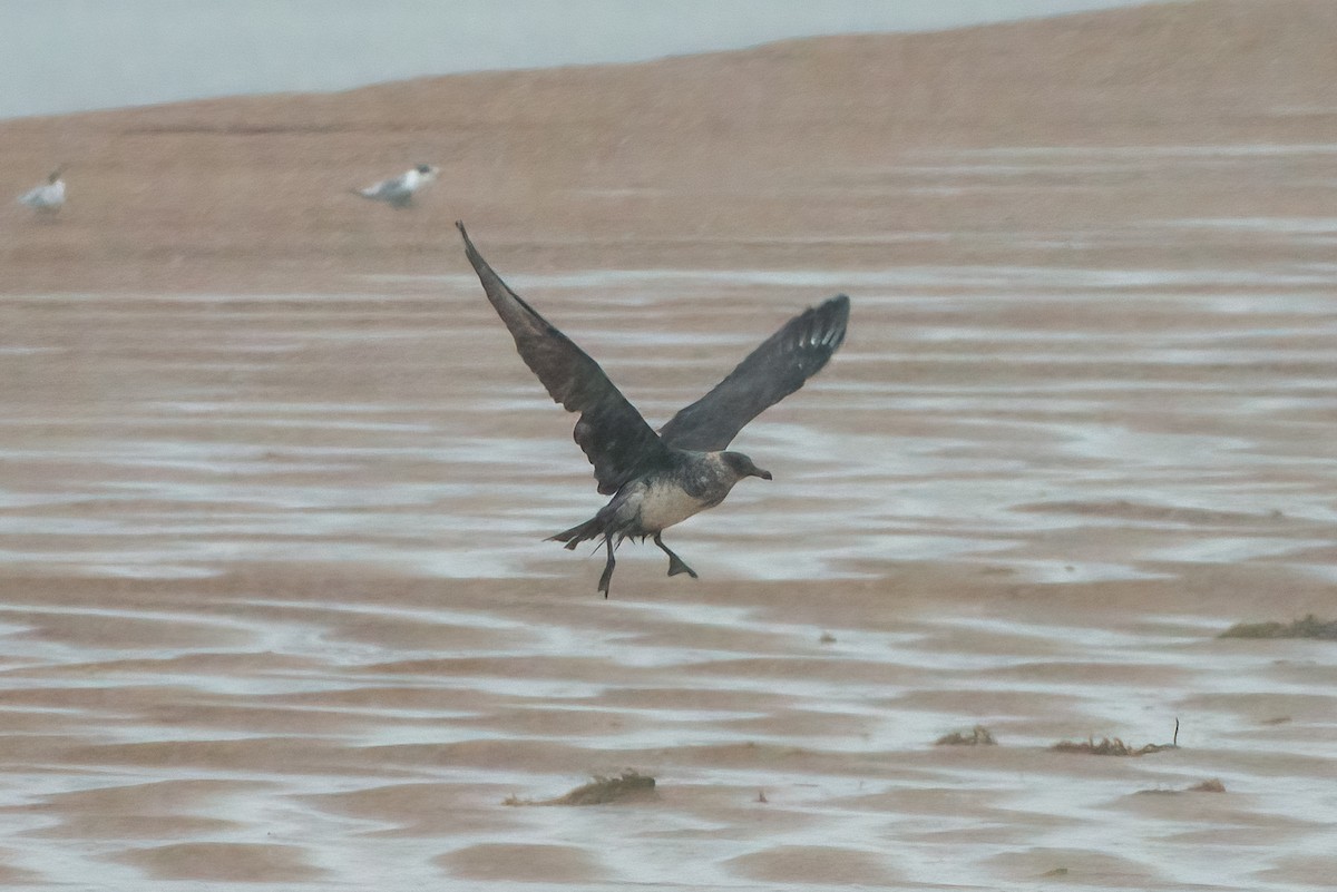 chaluha pomořská - ML631946322