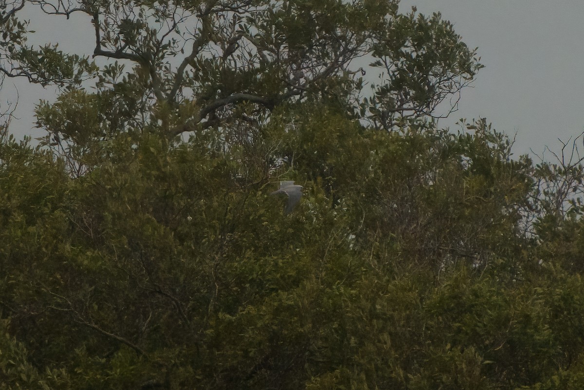 nody bělavý - ML631946344