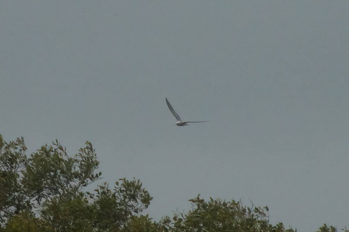 nody bělavý - ML631946345