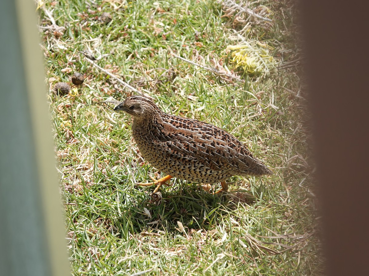 Brown Quail - ML631946352