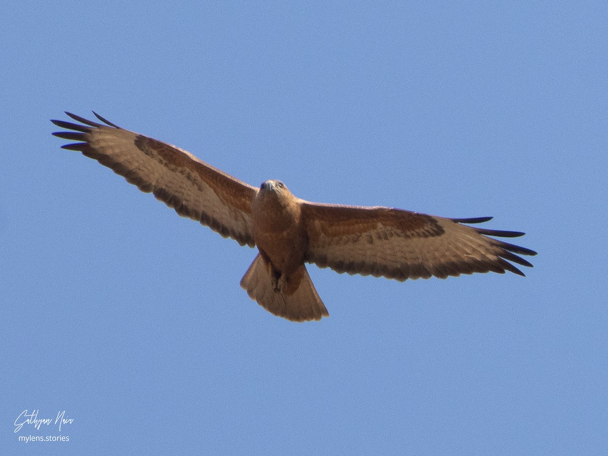 Mäusebussard (Falkenbussard) - ML631946360