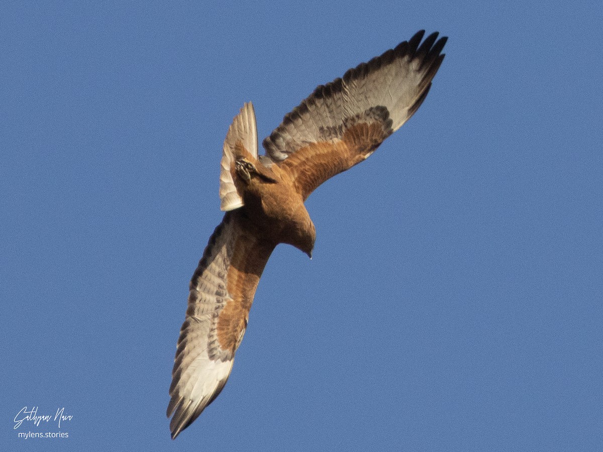 Mäusebussard (Falkenbussard) - ML631946361