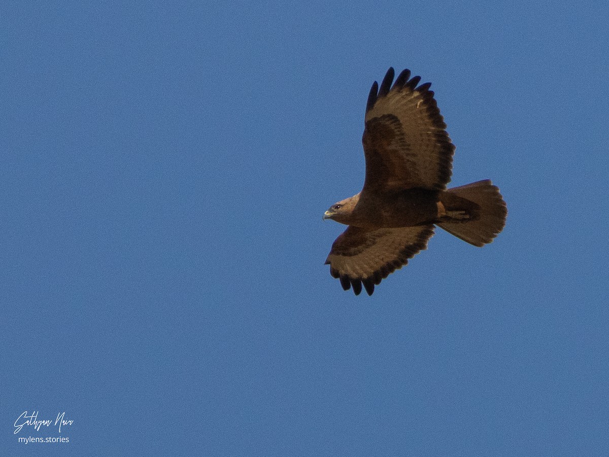 Mäusebussard (Falkenbussard) - ML631946362