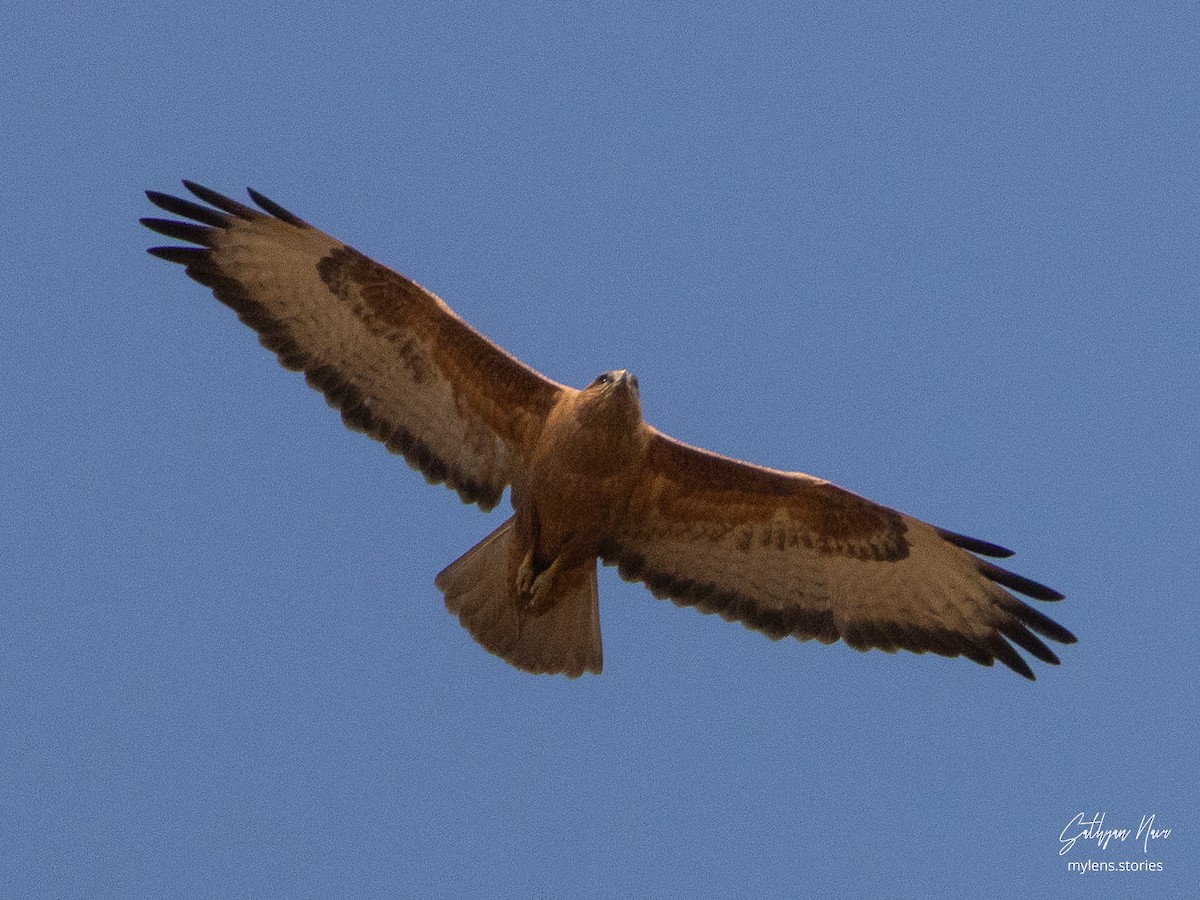Mäusebussard (Falkenbussard) - ML631946363