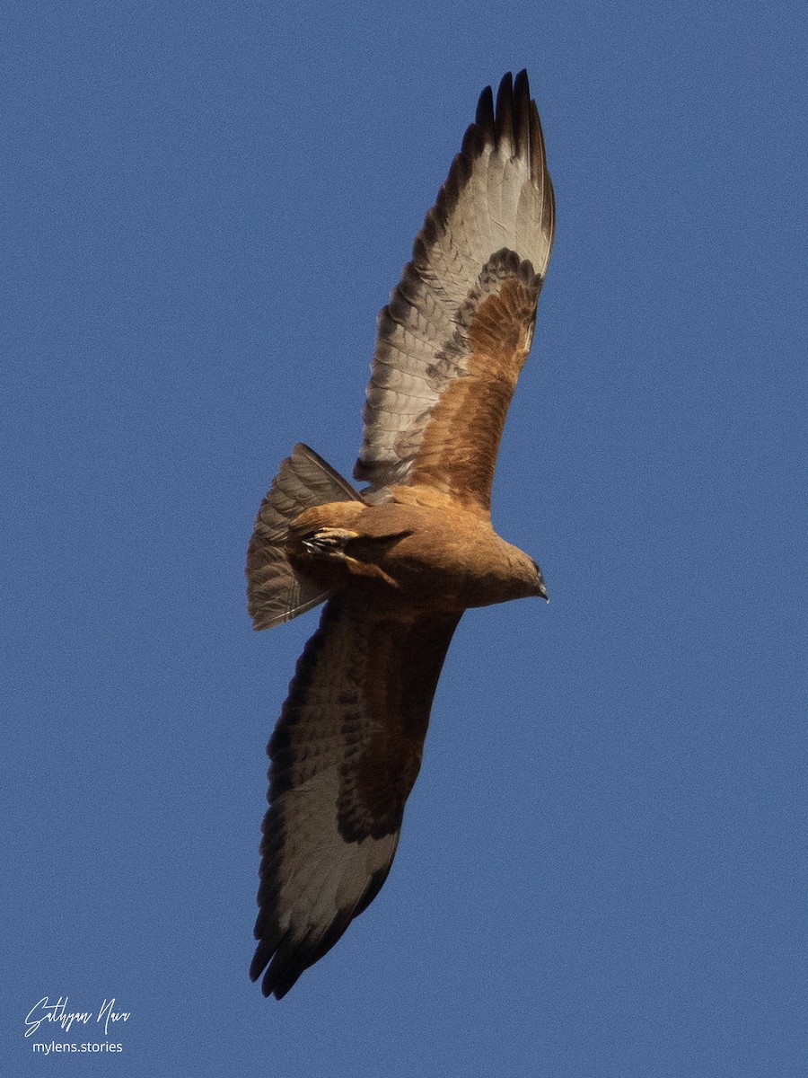 Mäusebussard (Falkenbussard) - ML631946364