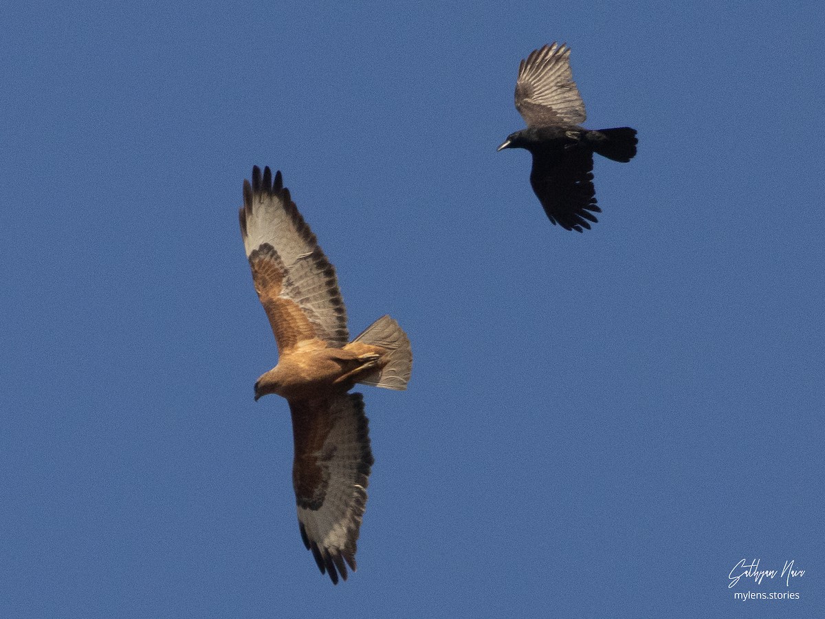Mäusebussard (Falkenbussard) - ML631946365