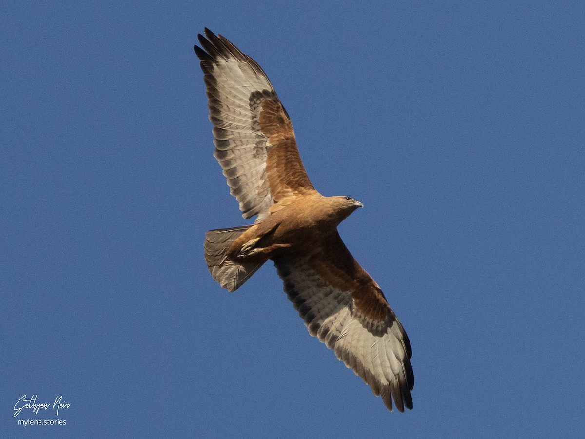 Mäusebussard (Falkenbussard) - ML631946367