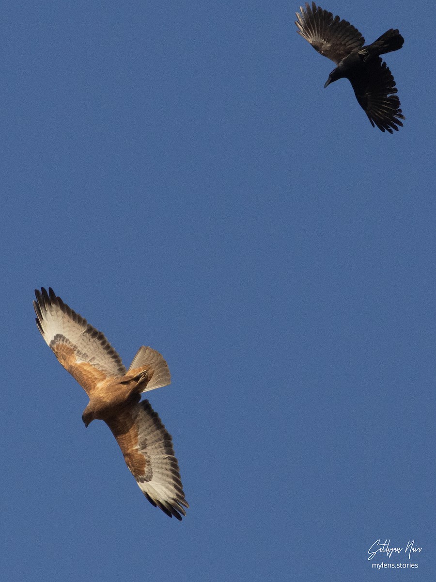 Mäusebussard (Falkenbussard) - ML631946368