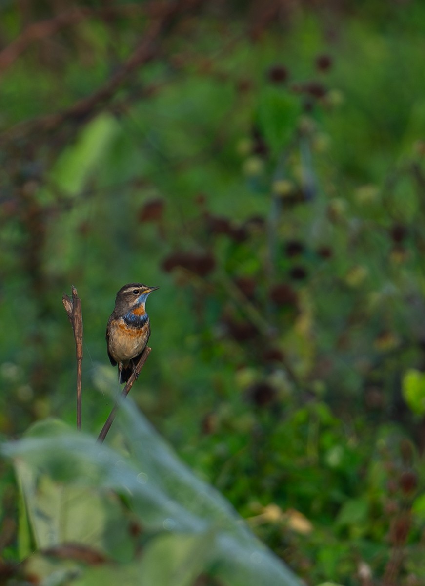 Bluethroat - ML631946375