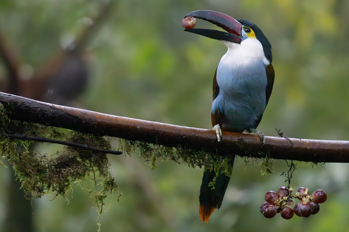 Black-billed Mountain-Toucan - ML631946498