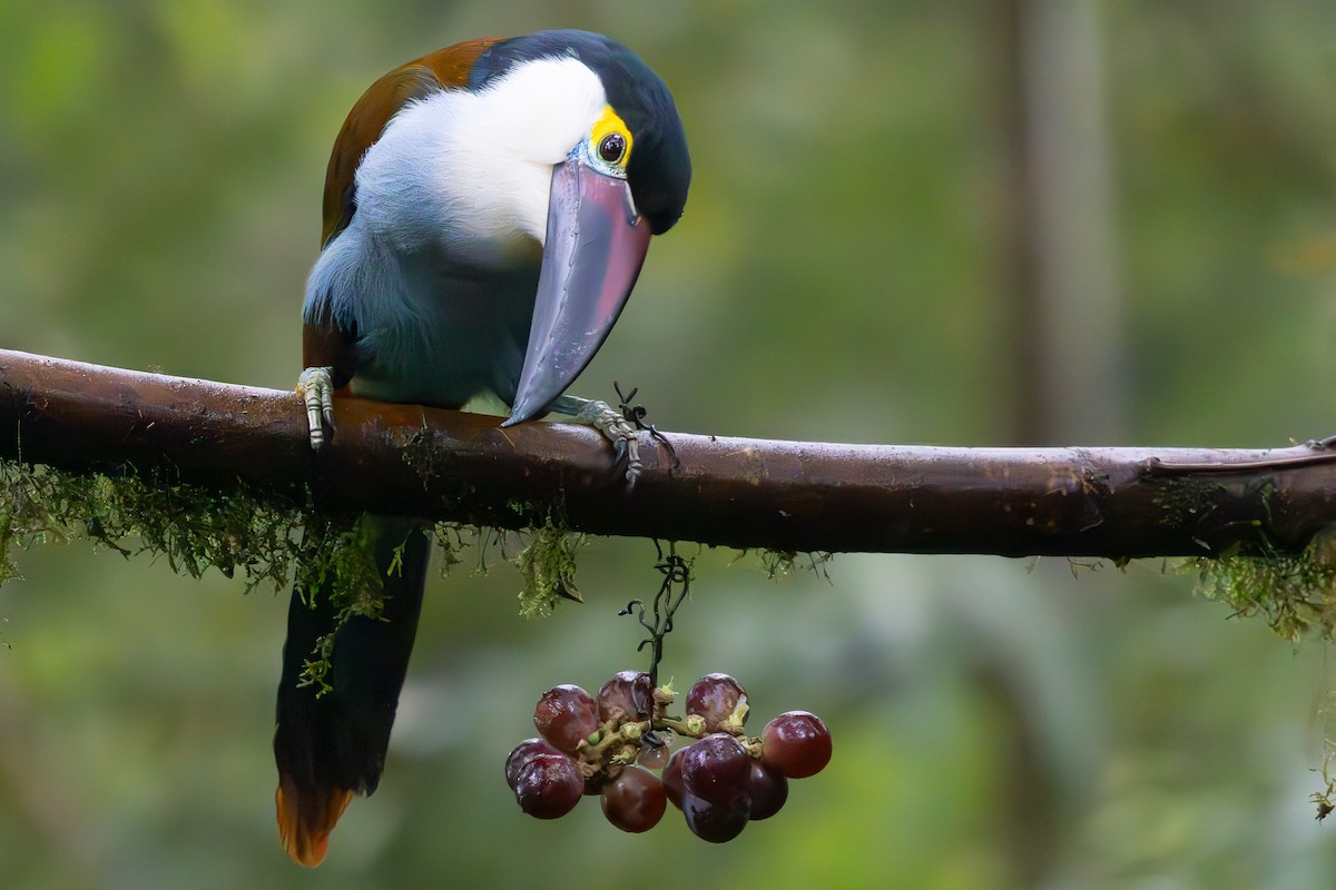 Black-billed Mountain-Toucan - ML631946500