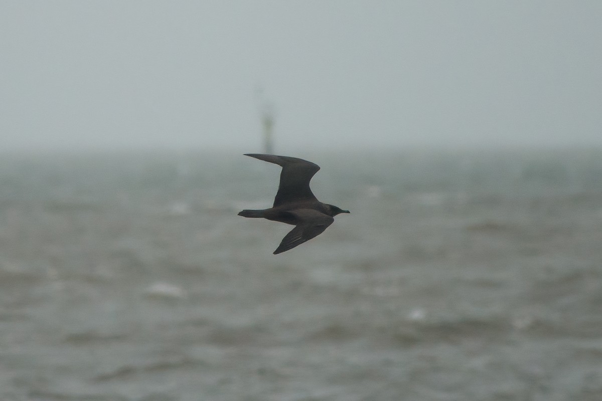 chaluha příživná - ML631946519