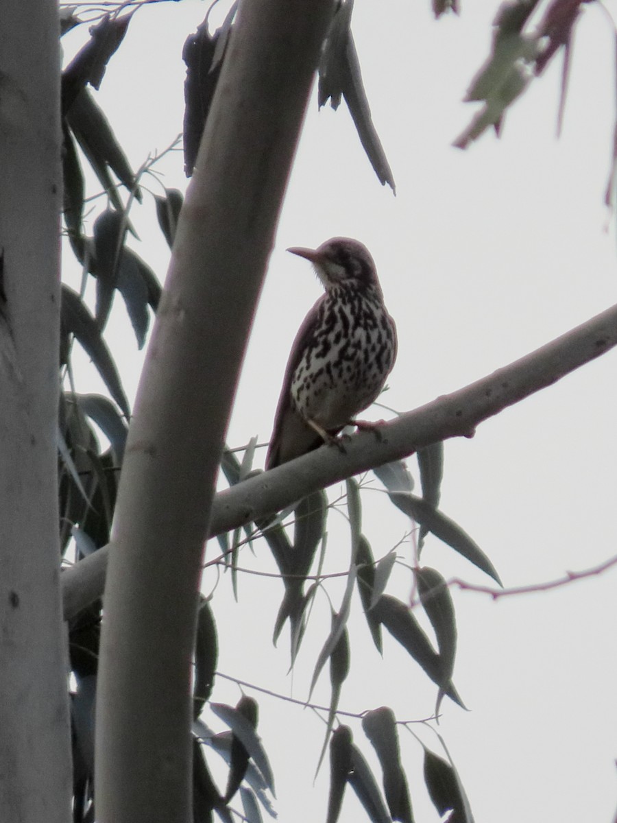 Groundscraper Thrush - ML631946557